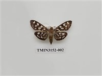 藏品(螟蛾303)的圖片